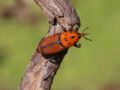 Rhynchophorus ferrugineus